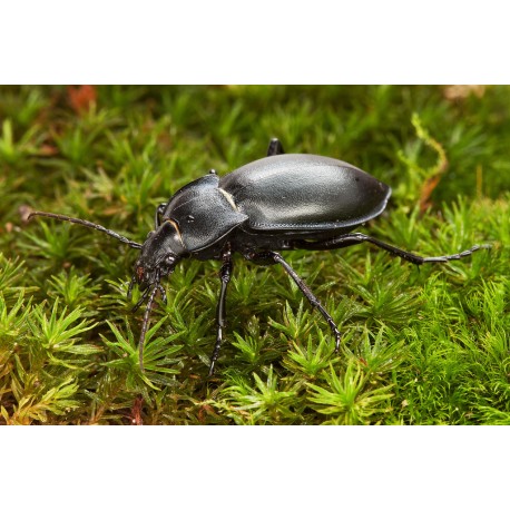 Carabus (Pachystus) glabratus