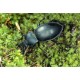 Carabus (Pachystus) glabratus latior