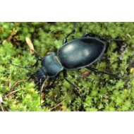 Carabus (Pachystus) glabratus latior