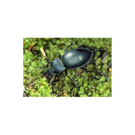 Carabus (Pachystus) glabratus latior