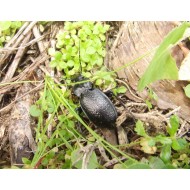 Carabus ( Procrustes)  coriaceus coriaceus