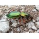 Carabus (Tachypus) auratus