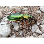 Carabus (Tachypus) auratus