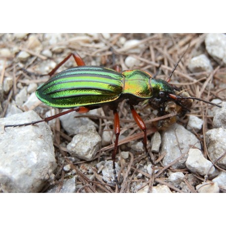 Carabus (Tachypus) auratus