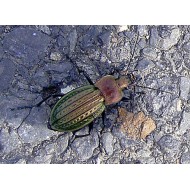 Carabus (Tachypus) auratus