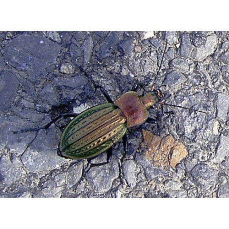 Carabus (Tachypus) auratus