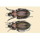 Carabus (Tachypus) cancellatus celticus