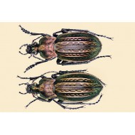 Carabus (Tachypus) auratus