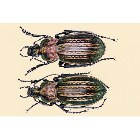 Carabus (Tachypus) cancellatus celticus