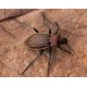 Carabus(Tachypus) cancellatus barillotti