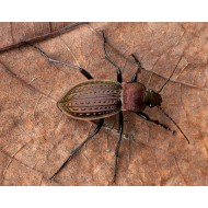 Carabus(Tachypus) cancellatus barilloti