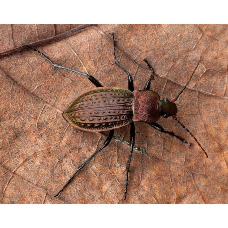 Carabus(Tachypus) cancellatus barillotti