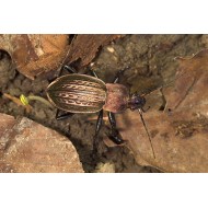 Carabus (Tachypus) cancellatus trentinus