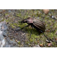 Carabus (Tachypus) auratus