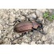 Carabus (Tachypus) cancellatus subcarinatus