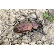 Carabus (Tachypus) cancellatus subcarinatus