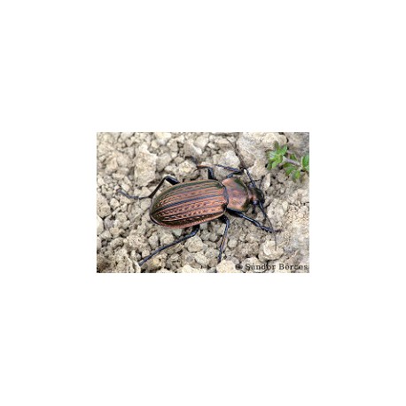 Carabus (Tachypus) cancellatus subcarinatus