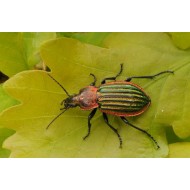 Carabus (Hemicarabus) nitens