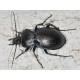 Carabus (Tachypus) cancellatus suspicax