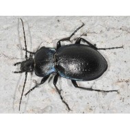 Carabus (Tomocarabus) convexus convexus