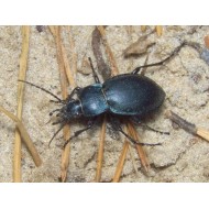 Carabus (Tachypus) auratus