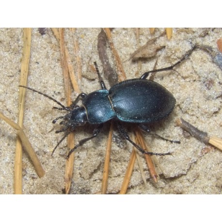 Carabus (Tachypus) auratus