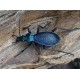 Carabus (Tachypus) auratus