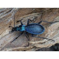 Carabus (Chaetocarabus) intricatus intricatus