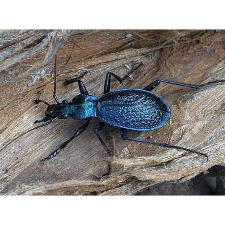 Carabus (Tachypus) auratus