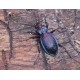 Carabus (Tachypus) auratus