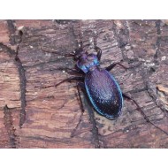 Carabus (Chaetocarabus) lefebvrei  lefebvrei