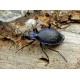 Carabus (Tachypus) auratus