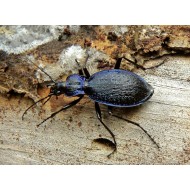 Carabus (Chaetocarabus) lefebvrei bayardi