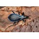 Carabus (Tachypus) auratus