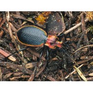 Carabus (Chaetocarabus) arcadicus arcadicus