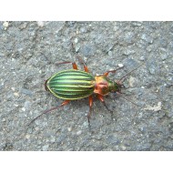 Carabus (Tachypus) auratus