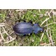 Carabus (Morphocarabus) scheidleri scheidleri 