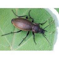 Carabus (Morphocarabus) scheidleri scheidleri