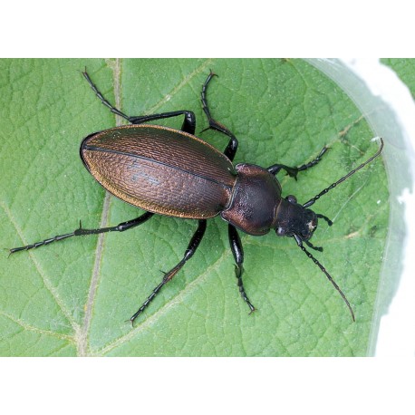 Carabus (Tachypus) auratus