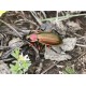 Carabus (Tachypus) auratus