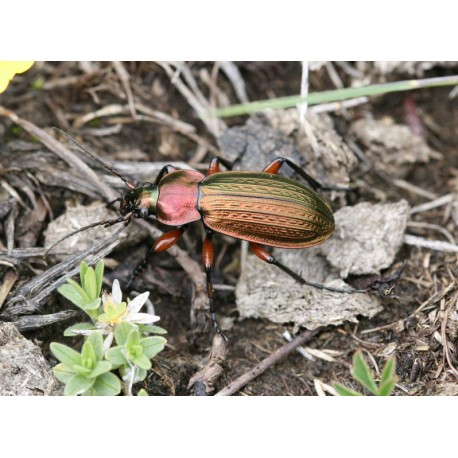 Carabus (Tachypus) auratus