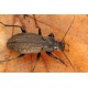 Carabus (Carabus) arvensis arvensis