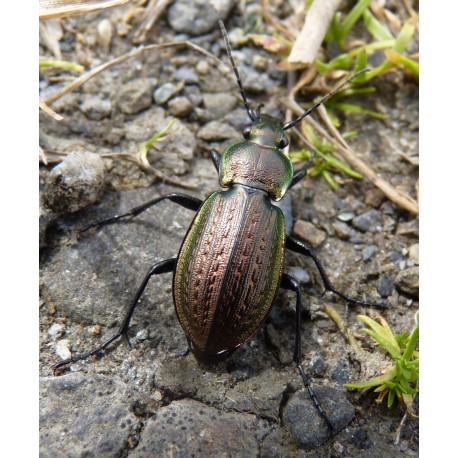 Carabus (Carabus) arvensis pseudonoricus