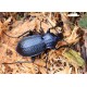 Carabus (Carabus) arvensis pseudonoricus