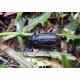 Carabus (Carabus) granulatus interstitialis