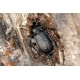 Carabus (Tachypus) auratus