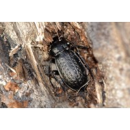 Carabus (Carabus) granulatus granulatus