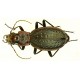 Carabus (Tachypus) auratus