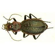 Carabus (Tachypus) auratus