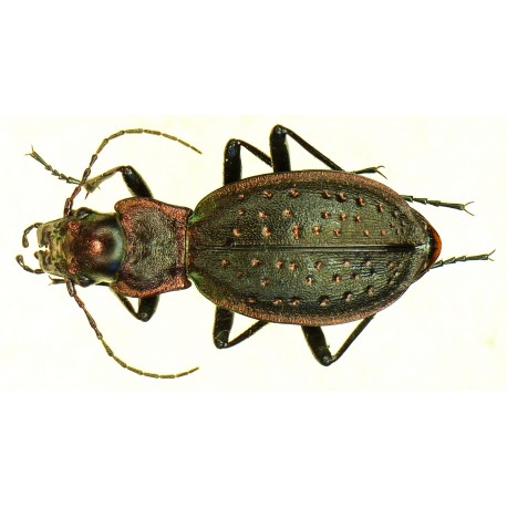 Carabus (Tachypus) auratus